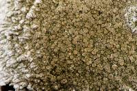 Lichen